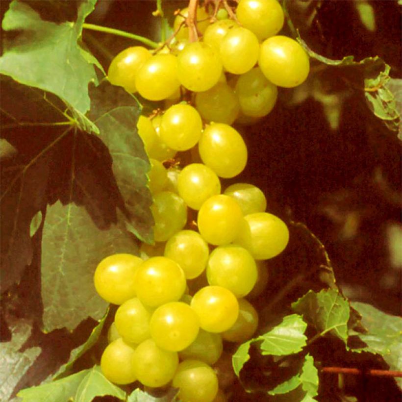 Weinrebe Muscat d'Alexandrie (Ernte)