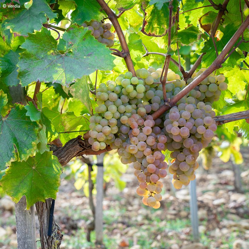 Weinrebe Nathy-Sauvignac Vign'Happy Fruitality (Hafen)