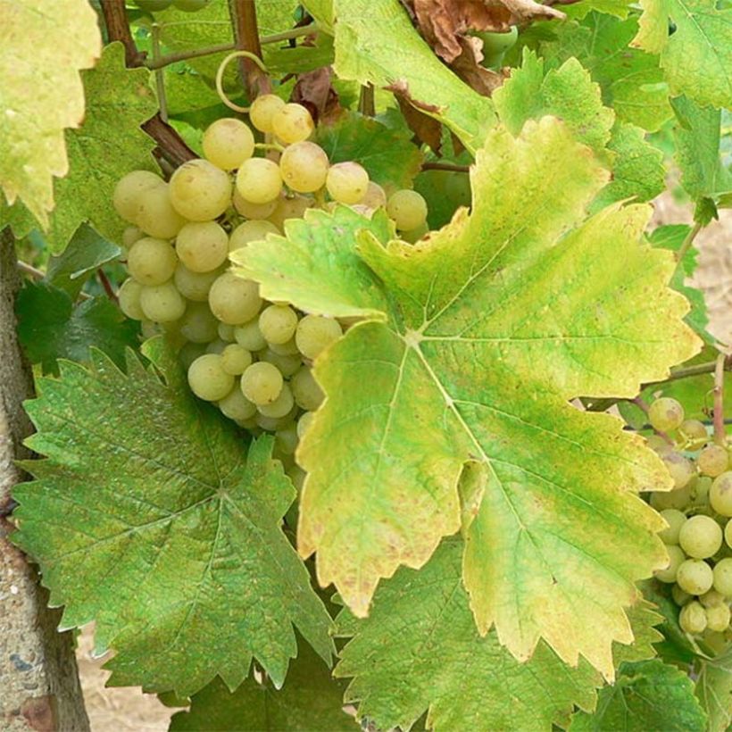 Weinrebe Perle de Csaba (Ernte)