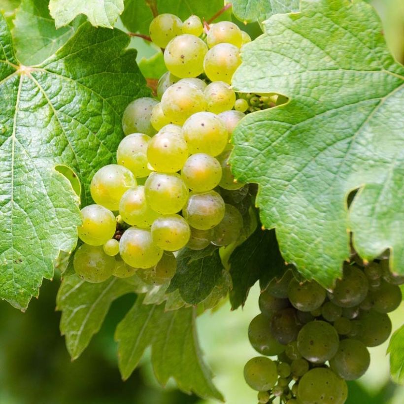 Weinrebe Riesling (Ernte)