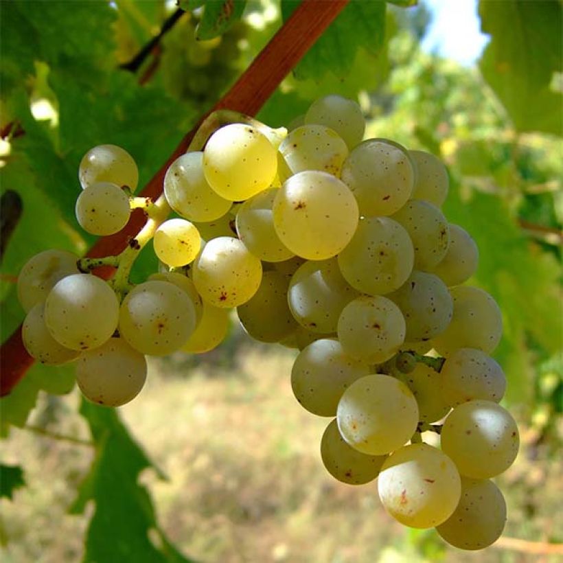 Weinrebe Sauvignon Blanc (Ernte)