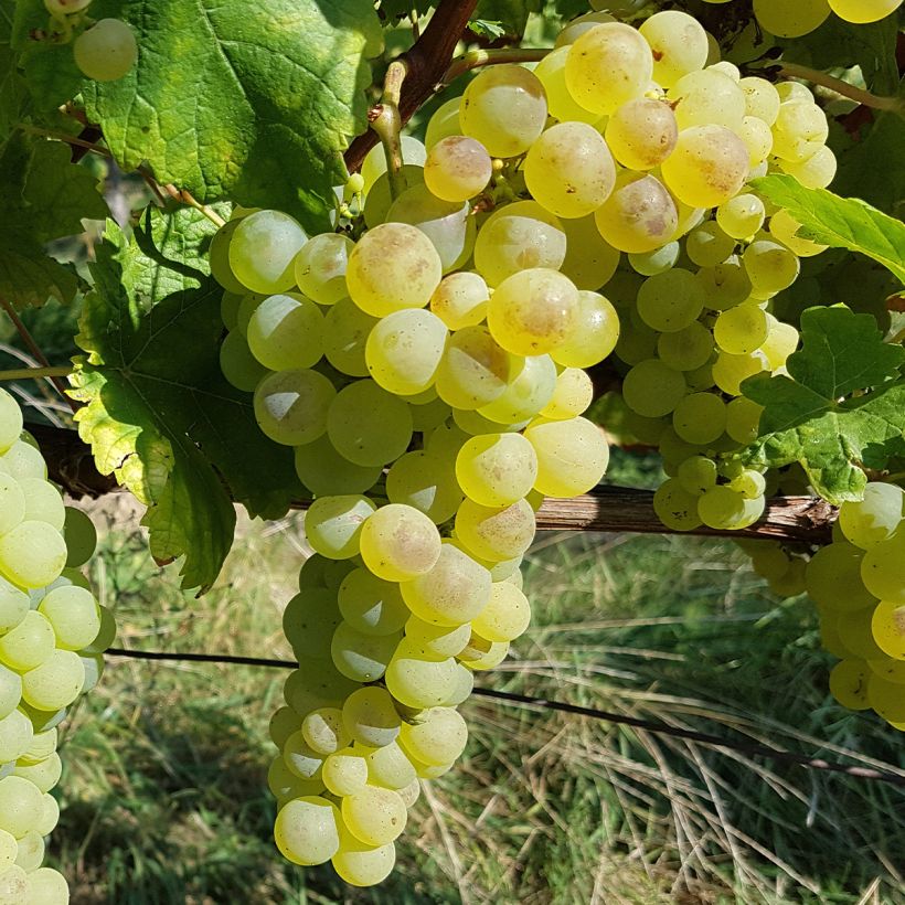 Weinrebe Chasselas De Fontainebleau (Ernte)