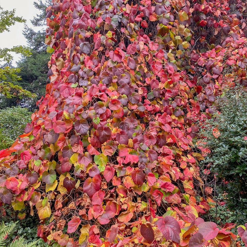 Vitis coignetiae Sunning Dale - Zier-Wein (Hafen)