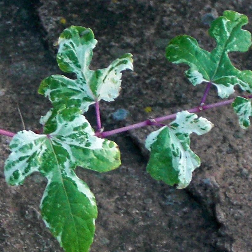 Ampelopsis brevipedunculata Elegans - Ussuri-Scheinrebe (Laub)