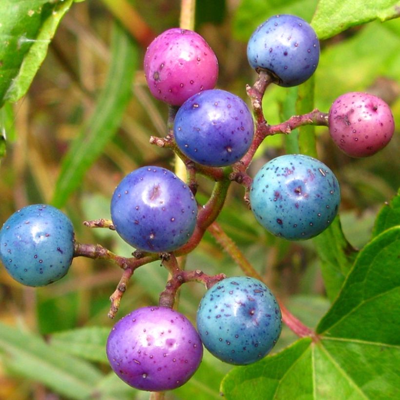 Ampelopsis brevipedunculata Elegans - Ussuri-Scheinrebe (Ernte)