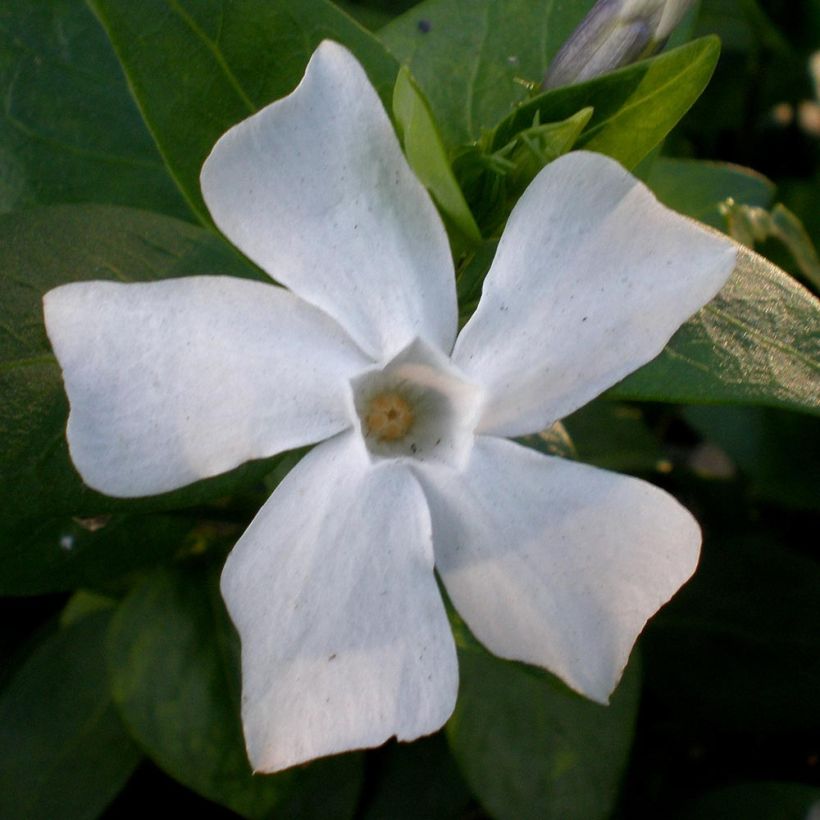 Mittleres Immergrün - Vinca difformis (Blüte)