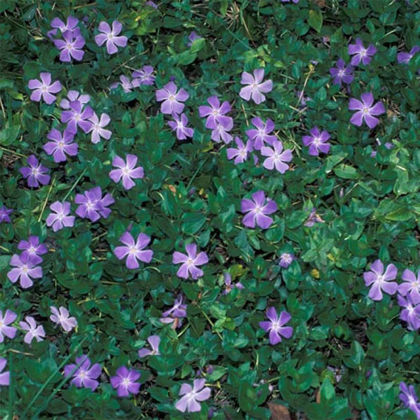 Großes Immergrün - Vinca major (Hafen)