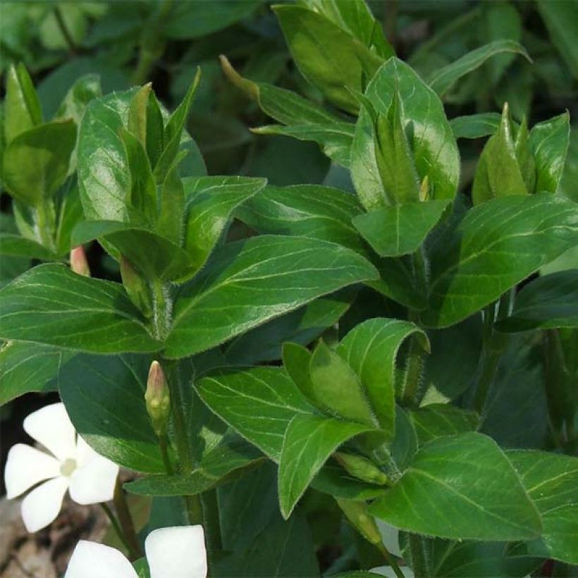 Großes Immergrün Alba - Vinca major (Laub)