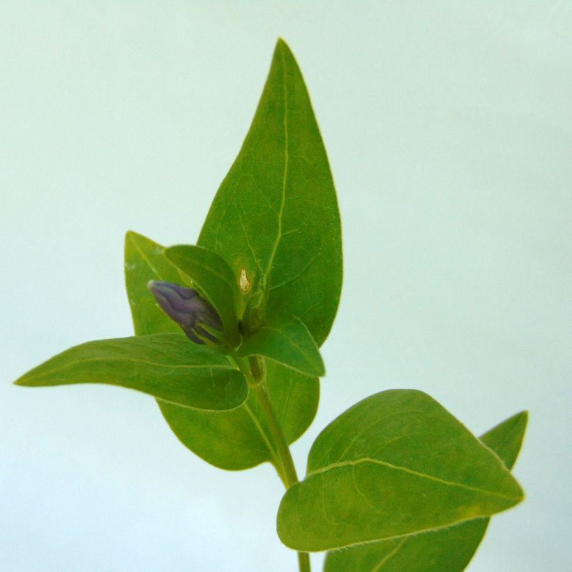 Großes Immergrün - Vinca major (Laub)