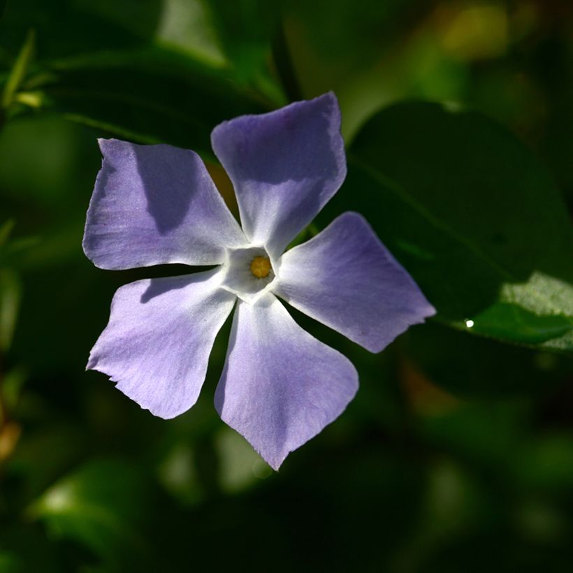 Großes Immergrün - Vinca major (Blüte)