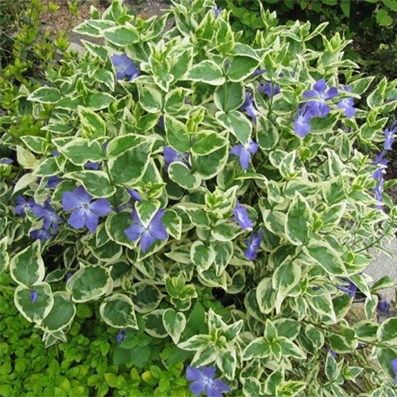 Großes Immergrün Variegata - Vinca major (Hafen)