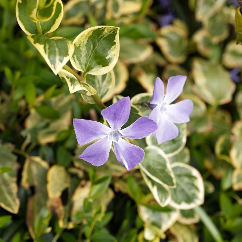 Großes Immergrün Variegata - Vinca major (Blüte)