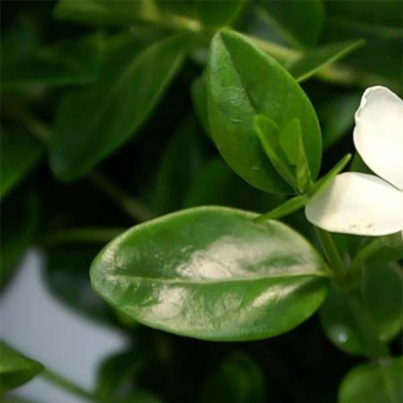 Kleines Immergrün Alba - Vinca minor (Laub)