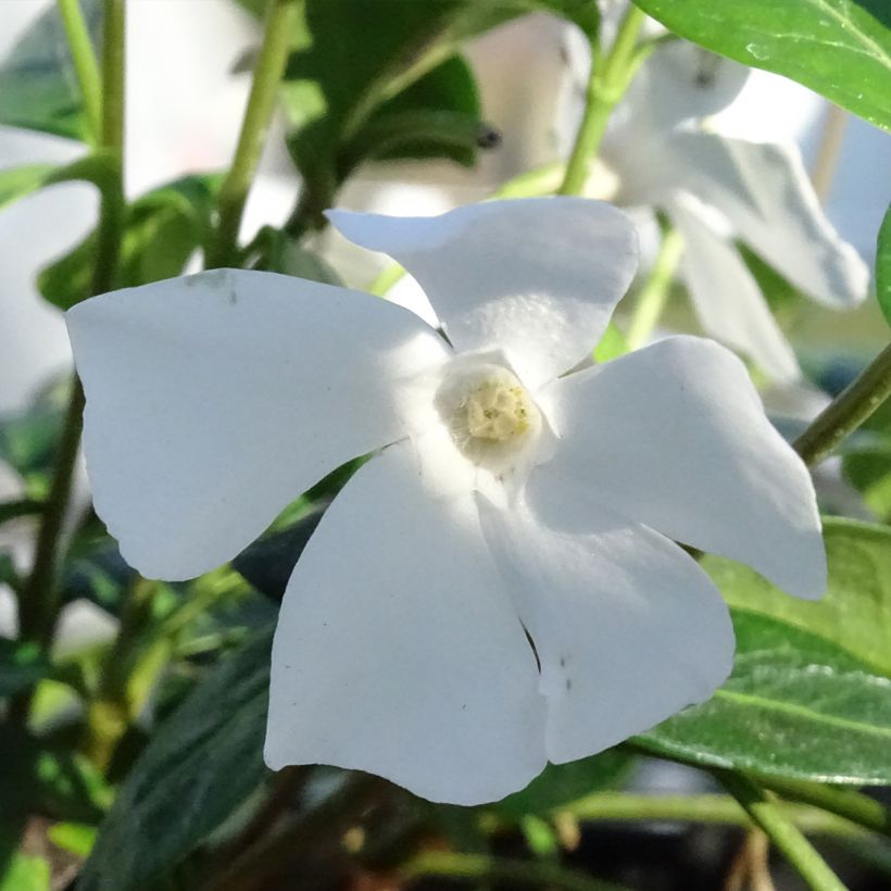 Kleines Immergrün Alba - Vinca minor (Blüte)