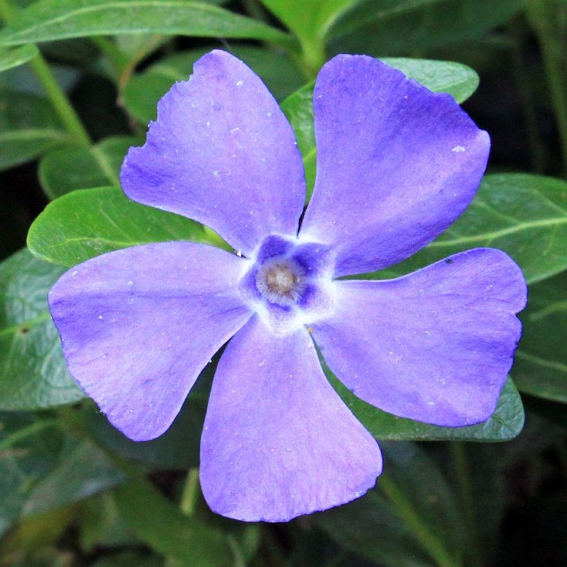 Kleines Immergrün Anna - Vinca minor (Blüte)