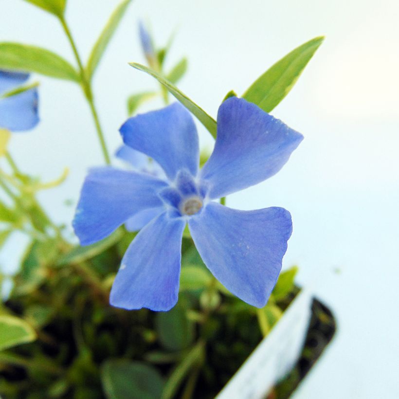 Kleines Immergrün Argenteovariegata - Vinca minor (Laub)