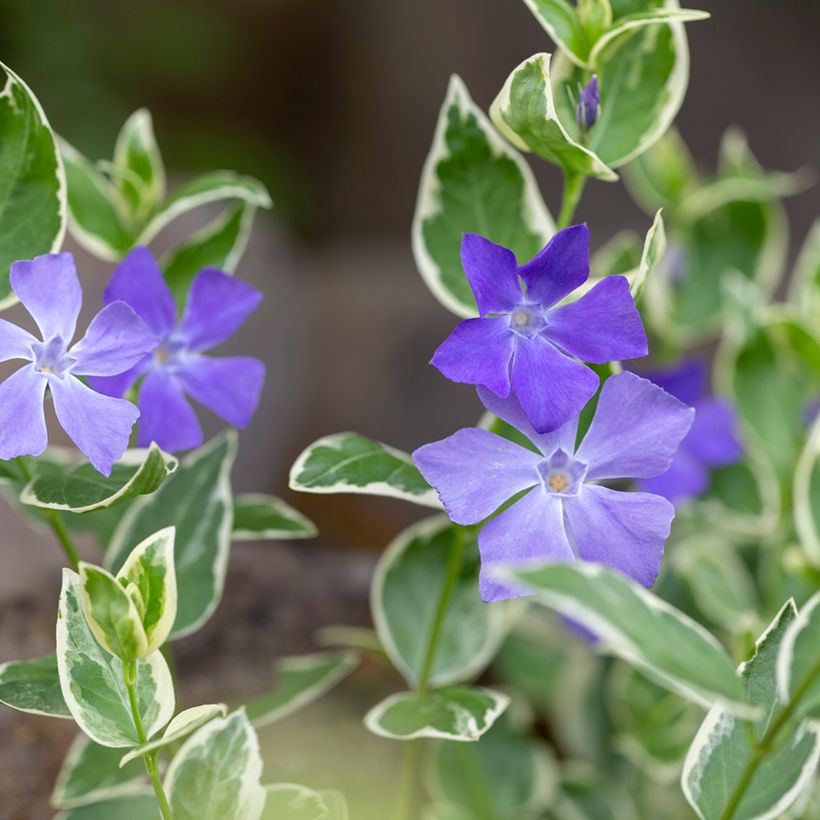 Kleines Immergrün Argenteovariegata - Vinca minor (Blüte)