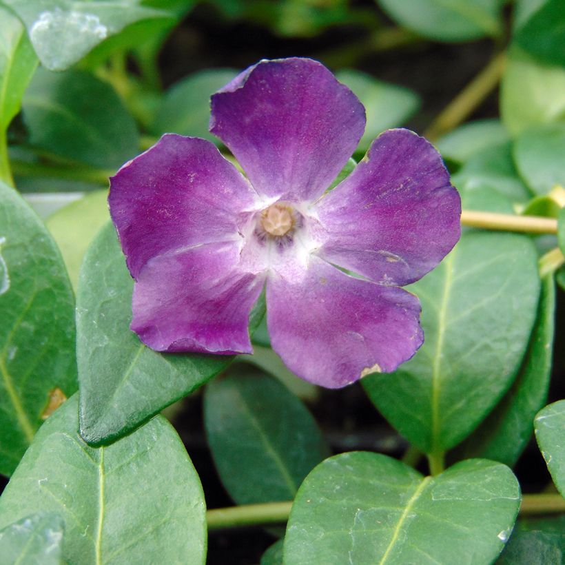 Kleines Immergrün Atropurpurea - Vinca minor (Blüte)