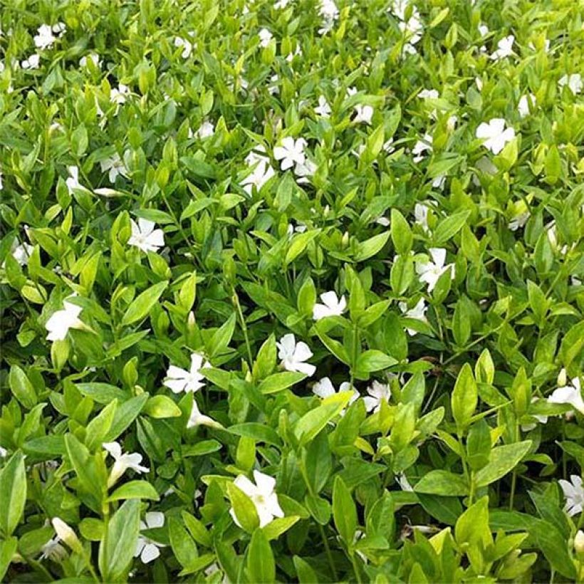 Kleines Immergrün Elisa - Vinca minor (Laub)