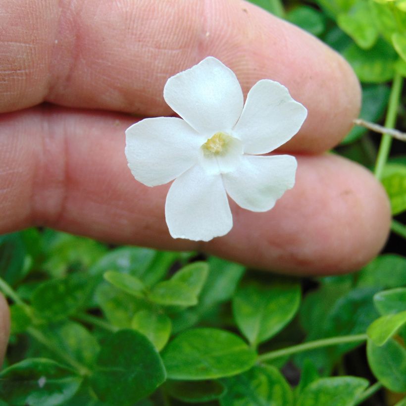 Kleines Immergrün Gertrude Jekyll - Vinca minor (Blüte)