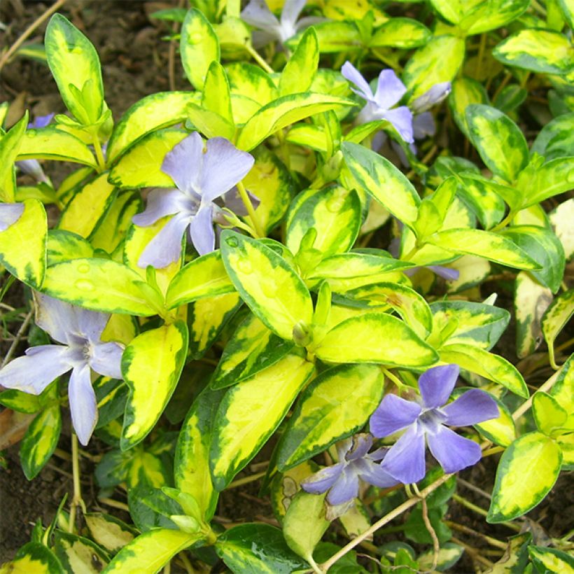 Kleines Immergrün Illumination - Vinca minor (Laub)