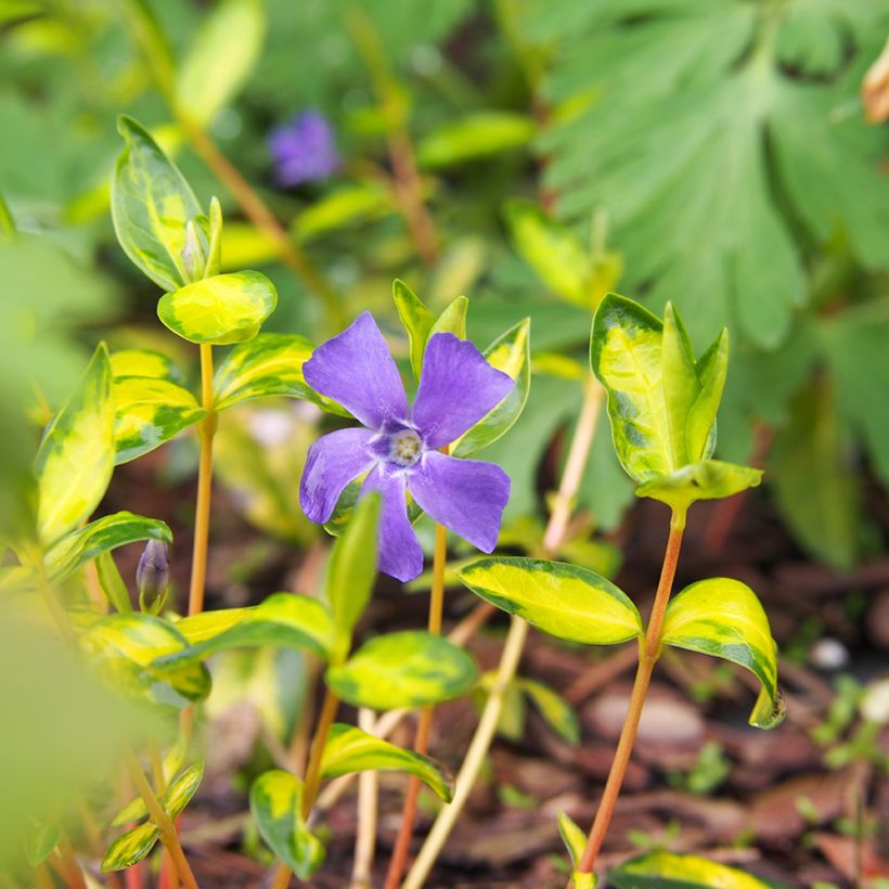 Kleines Immergrün Illumination - Vinca minor (Blüte)