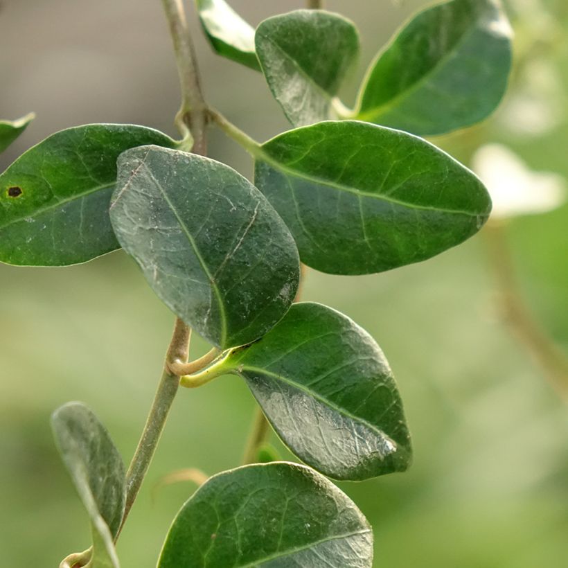 Kleines Immergrün Valentin - Vinca minor (Laub)