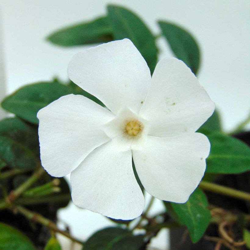 Kleines Immergrün White Power - Vinca minor (Blüte)