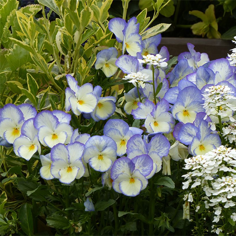 Stiefmütterchen Blue Moon (Blüte)