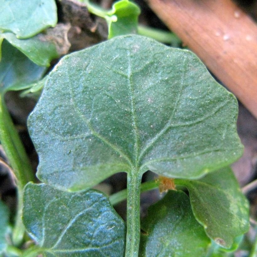 Viola hederacea - Australisches Veilchen (Laub)