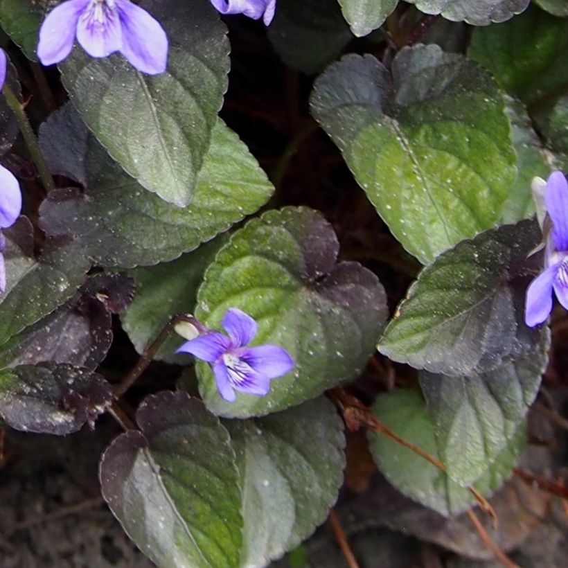 Viola riviniana var. purpurea - Purpur-Veilchen (Laub)