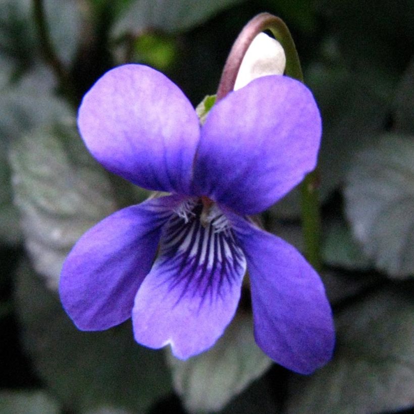 Viola riviniana var. purpurea - Purpur-Veilchen (Blüte)