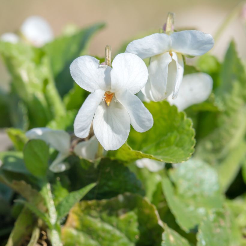 Viola odorata Alba - März-Veilchen (Blüte)