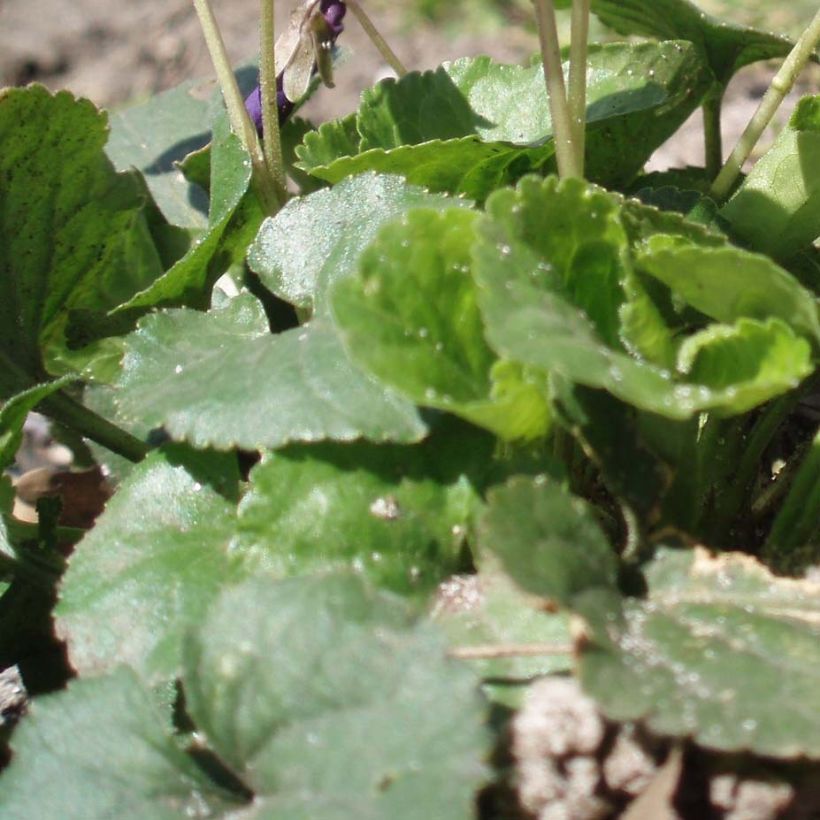 Viola odorata Plena - März-Veilchen (Laub)