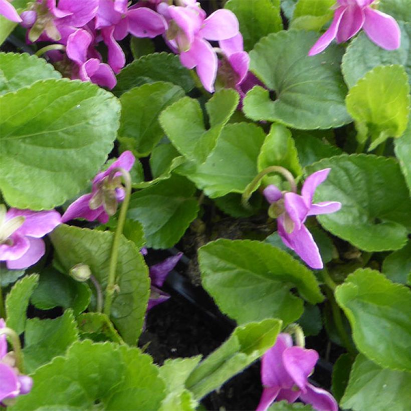 Viola odorata Red Charm - März-Veilchen (Laub)