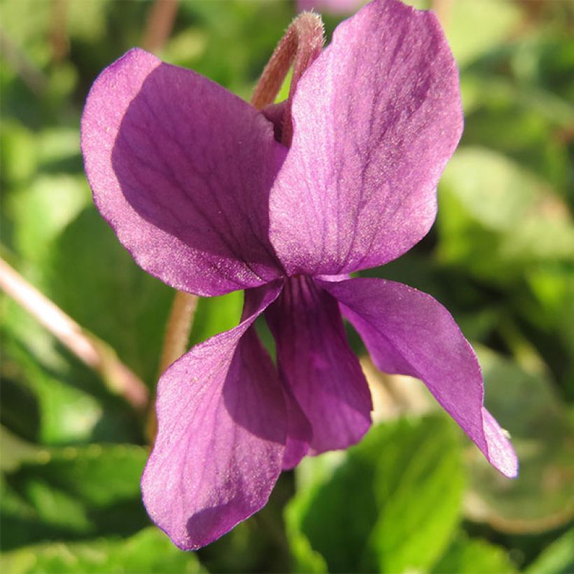 Viola odorata Red Charm - März-Veilchen (Blüte)