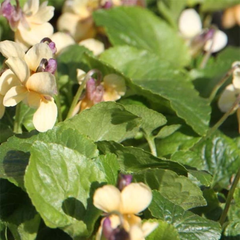 Viola odorata Vanilla - März-Veilchen (Laub)