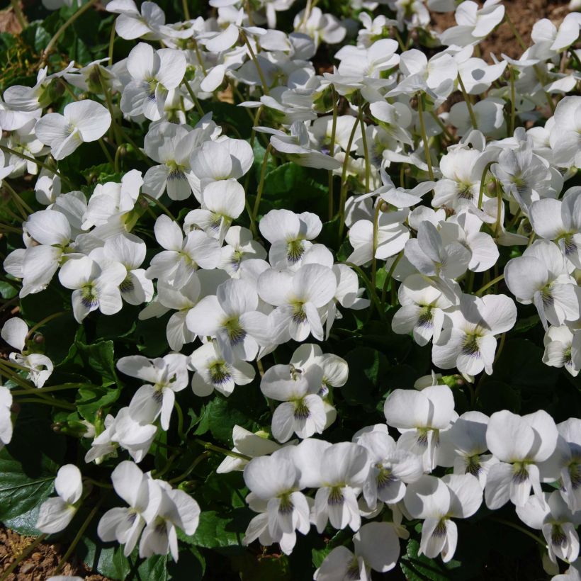 Viola sororia Albiflora - Pfingst-Veilchen (Blüte)