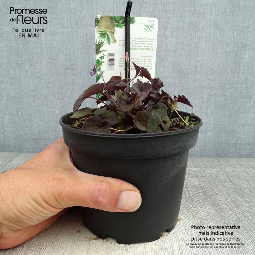 Exemplar von Viola riviniana var. purpurea - Purpur-Veilchen Topf mit 1,5L/2L wie im Frühjahr geliefert