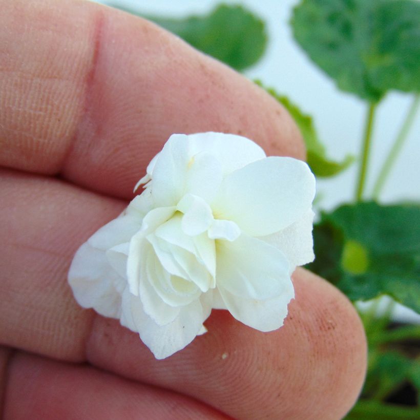 Viola odorata Reine Des Blanches - März-Veilchen (Blüte)