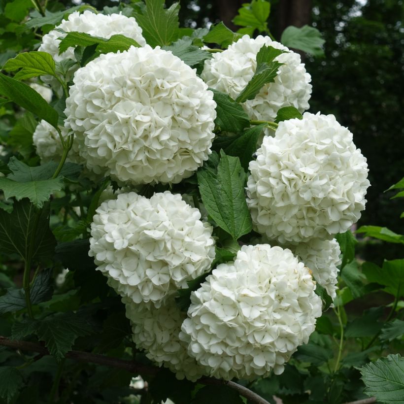 Gewöhnlicher Schneeball Roseum - Viburnum opulus (Blüte)