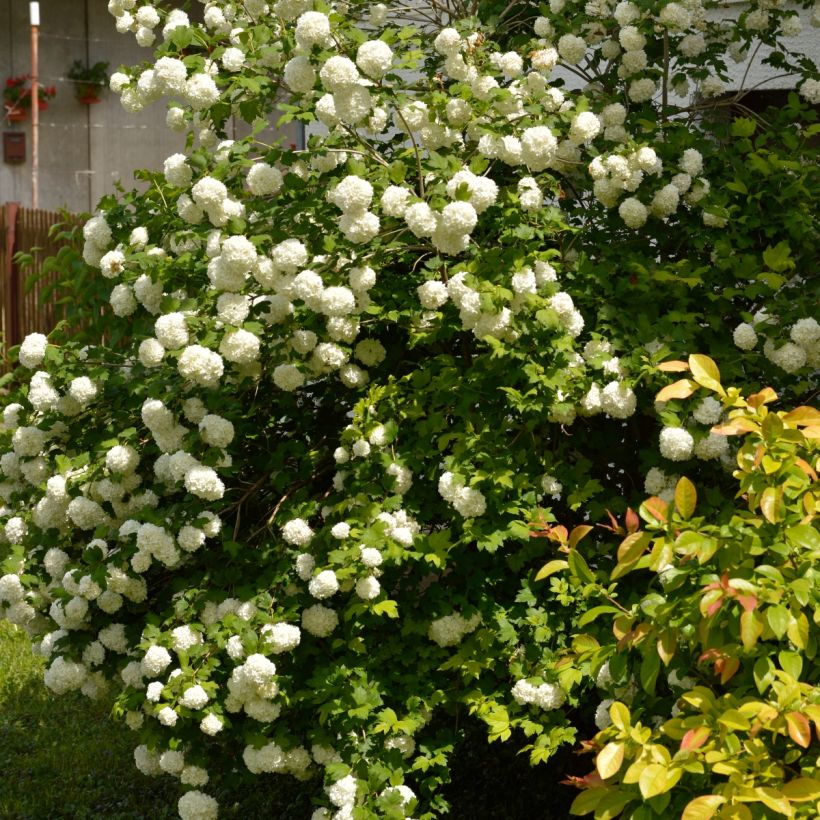 Gewöhnlicher Schneeball Roseum - Viburnum opulus (Hafen)