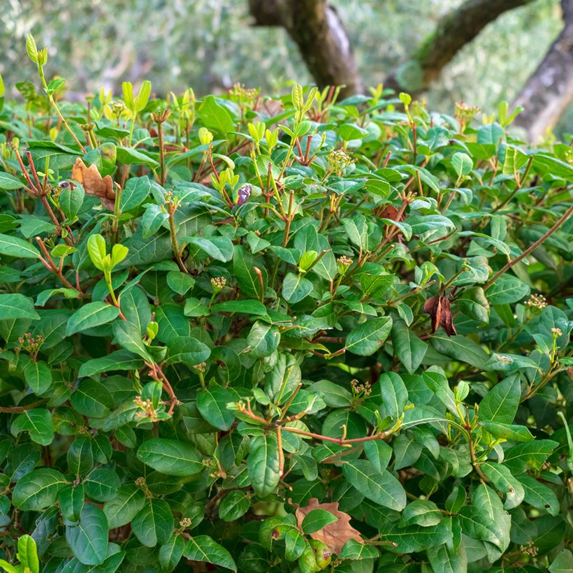 Lorbeerblättriger Schneeball - Viburnum tinus (Laub)