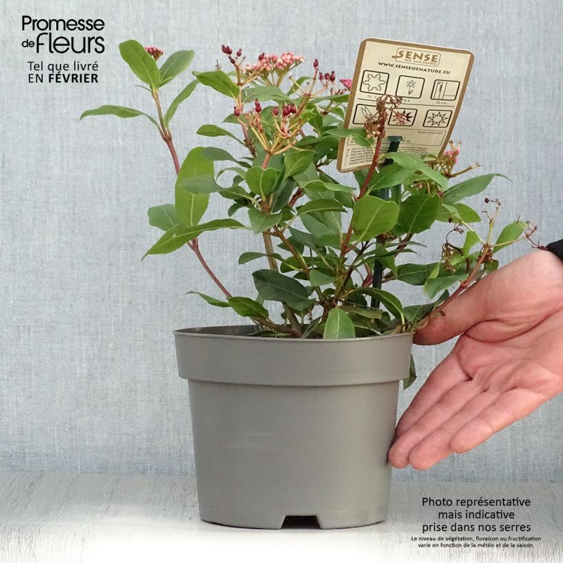 Exemplar von Viorne, Laurier tin - Viburnum tinus Gwenlian Pot de 2L/3L wie im Winter geliefert