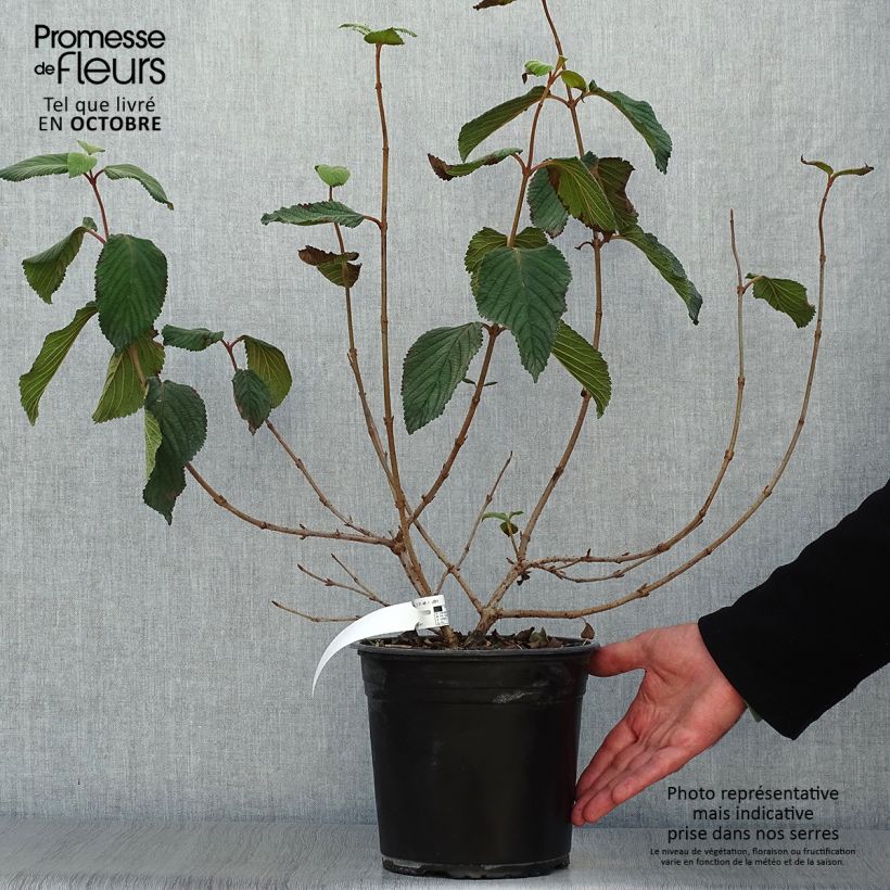 Exemplar von Viorne, Viburnum Plicatum Mariesii Great Star en pot de 4,5L wie im Herbst geliefert