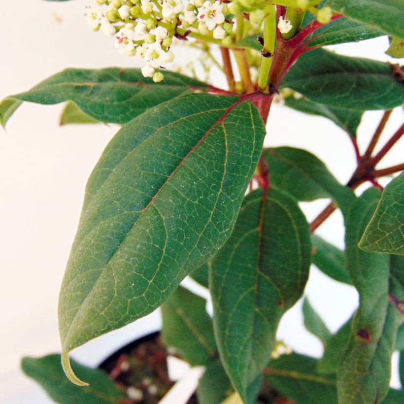 Immergrüner Kissen-Schneeball Jermyns Globe - Viburnum davidii (Laub)