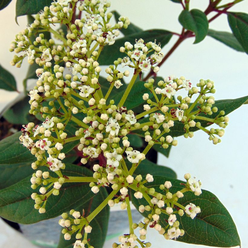 Immergrüner Kissen-Schneeball Jermyns Globe - Viburnum davidii (Blüte)