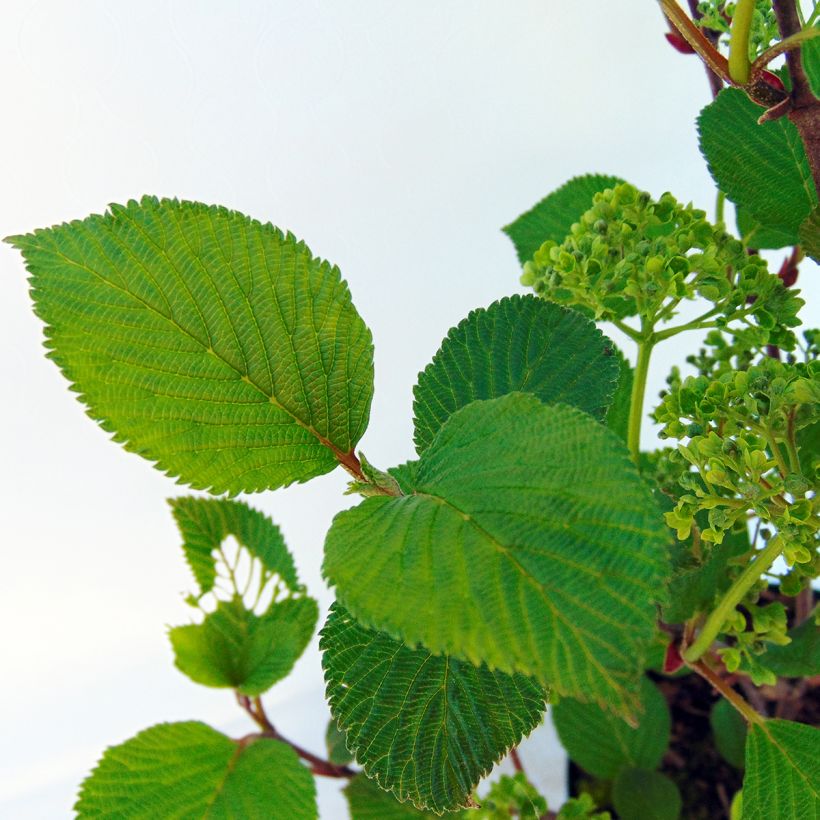 Japanischer Schneeball Grandiflorum Noble - Viburnum plicatum (Laub)