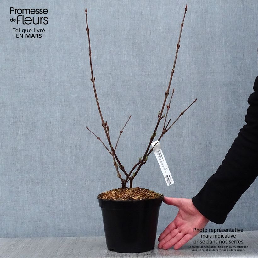 Exemplar von Viorne - Viburnum plicatum Opening Day en pot de 4/5L wie im Winter geliefert