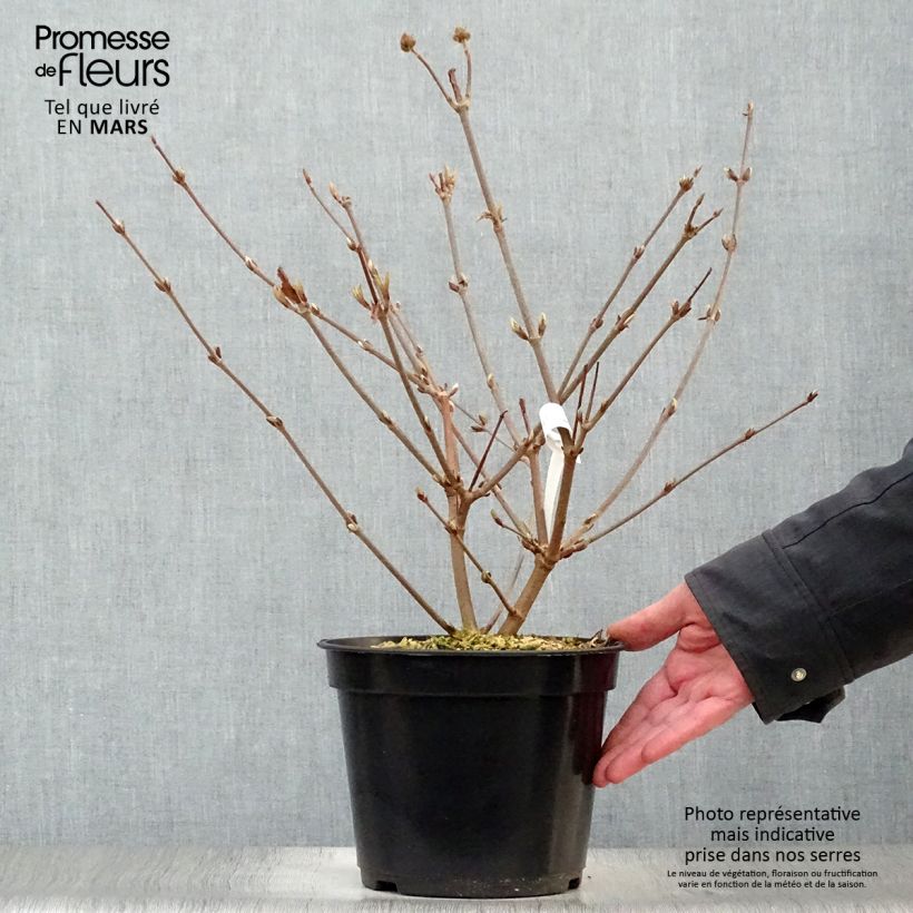 Exemplar von Japanischer Schneeball Opening Day - Viburnum plicatum Topf mit 4L/5LGelieferte Höhe ca. 60/80cm wie im Frühjahr geliefert